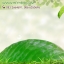 กลิ่นใบไม้เขียว (Leaves)