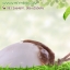 กลิ่นมะพร้าว (Coconut)