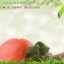 กลิ่นแครอทเชือก (Carrot)