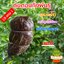 ตุ้มตอนกิ่ง ขนาดถุง 4x6 นิ้ว ซื้อ 10 ฟรี 1 ขุยมะพร้าวละเอียดผสมมูลไส้เดือนแช่น้ำยาเร่งราก พร้อมใช้