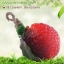 กลิ่นลิ้นจี่ (Lychee)