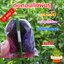 ตุ้มตอนกิ่ง ขนาดถุง 4x6 นิ้ว ซื้อ 10 ฟรี 1 ขุยมะพร้าวละเอียดผสมมูลไส้เดือนแช่น้ำยาเร่งราก พร้อมใช้