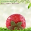 กลิ่นสตอเบอร์รี่ (Strawberry)