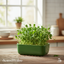 เมล็ดเพาะต้นอ่อน โต้วเหมี่ยว พันธุ์เมเปิ้ล (Pea Maple Microgreen)